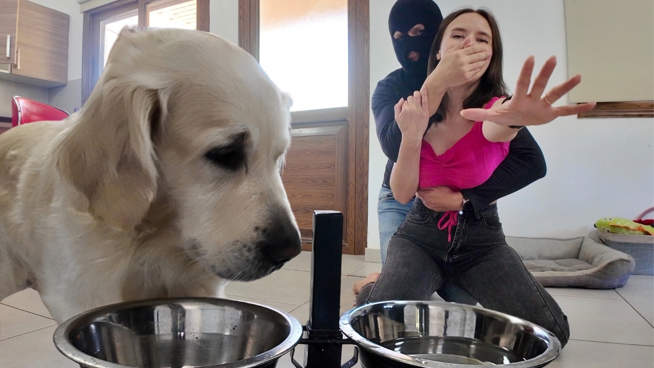 Dog's Hilarious Reaction to a Home Invasion Prank
