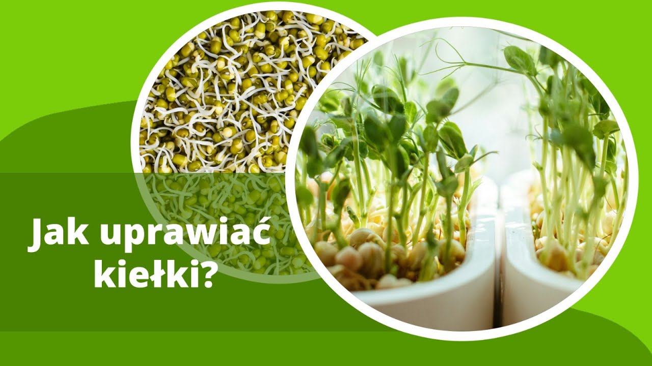 Jak uprawiać kiełki? Poradnik krok po kroku z Niezłe Ziółko 🌱