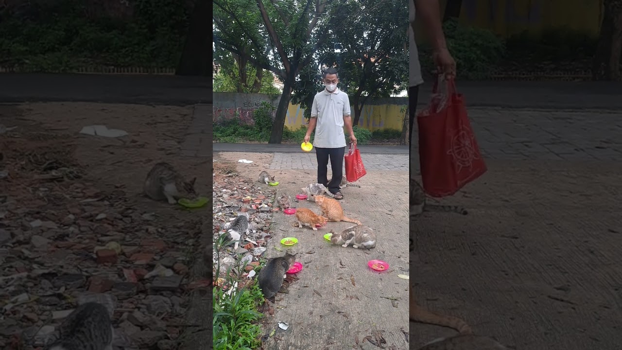 Memberi makan kucing liar terlantar 