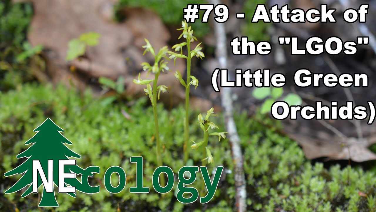 NEcology #79 - Attack of the 