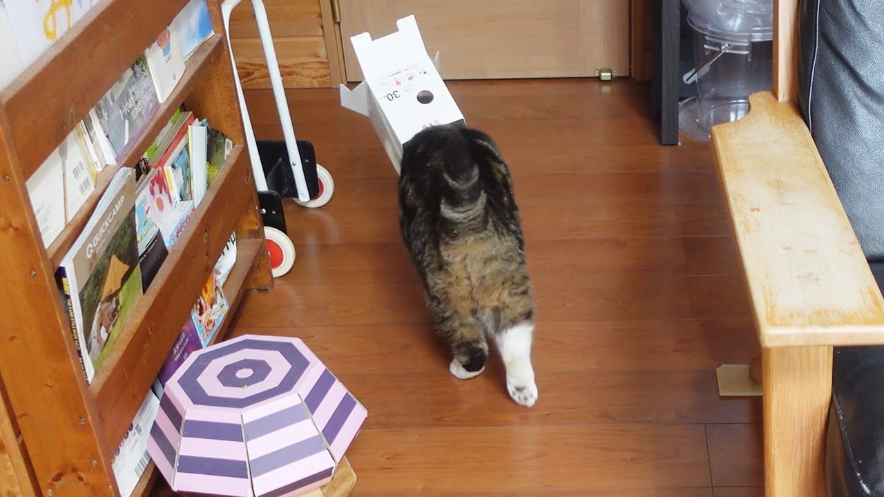 マスクの箱を被って行くことにしたねこ。-Maru decided to walk with the face mask box on his head.-