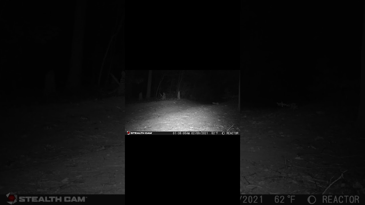 I Have Only Captured 3 Skunks 🦨 on Camera