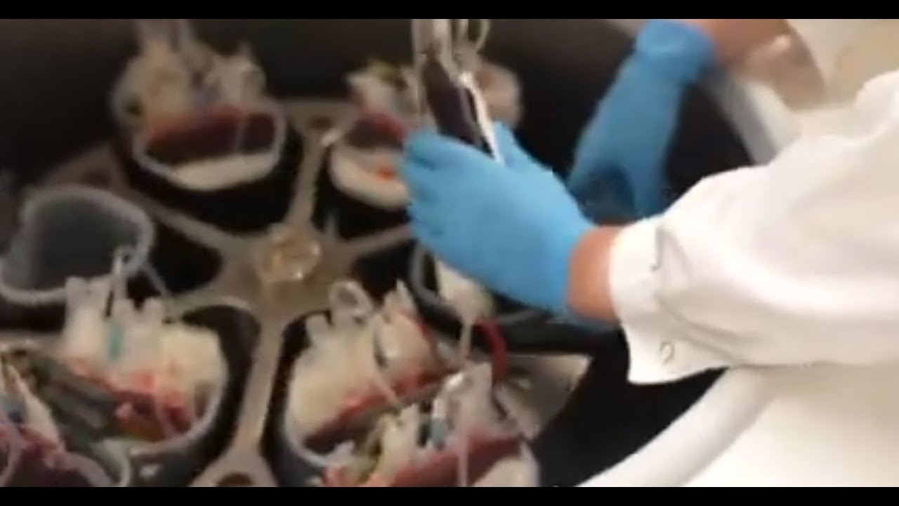 הבונקר האדום: הצצה מיוחדת לבנק הדם הסודי של ישראל