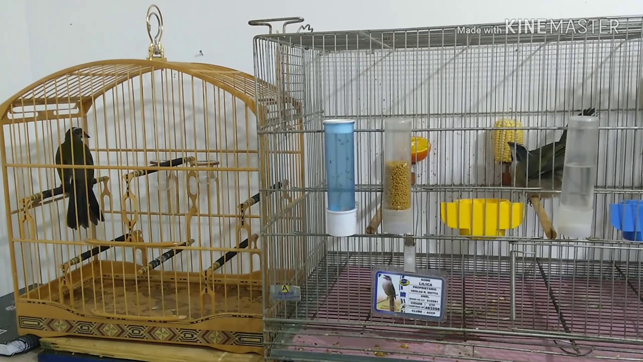 Como colocar o trinca  pra gala e como saber se a gala é falsa