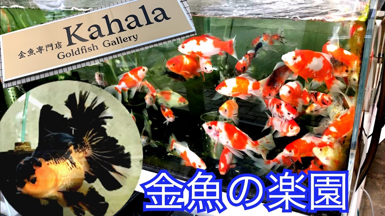 金魚の楽園（kahala）で色んなことを学んできました