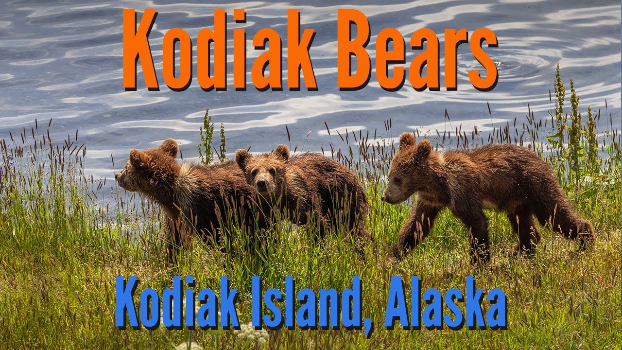 Alaskan Bear Safari || Kodiak Island