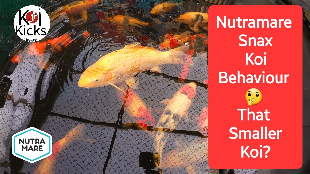 Nutramare Snax attack how the koi behave. Interesting behaviour 