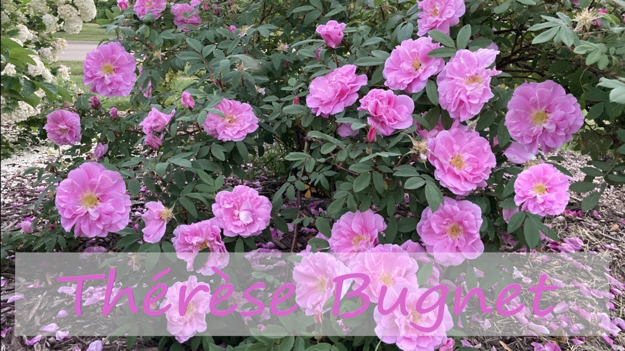 Rosa Rugosa 