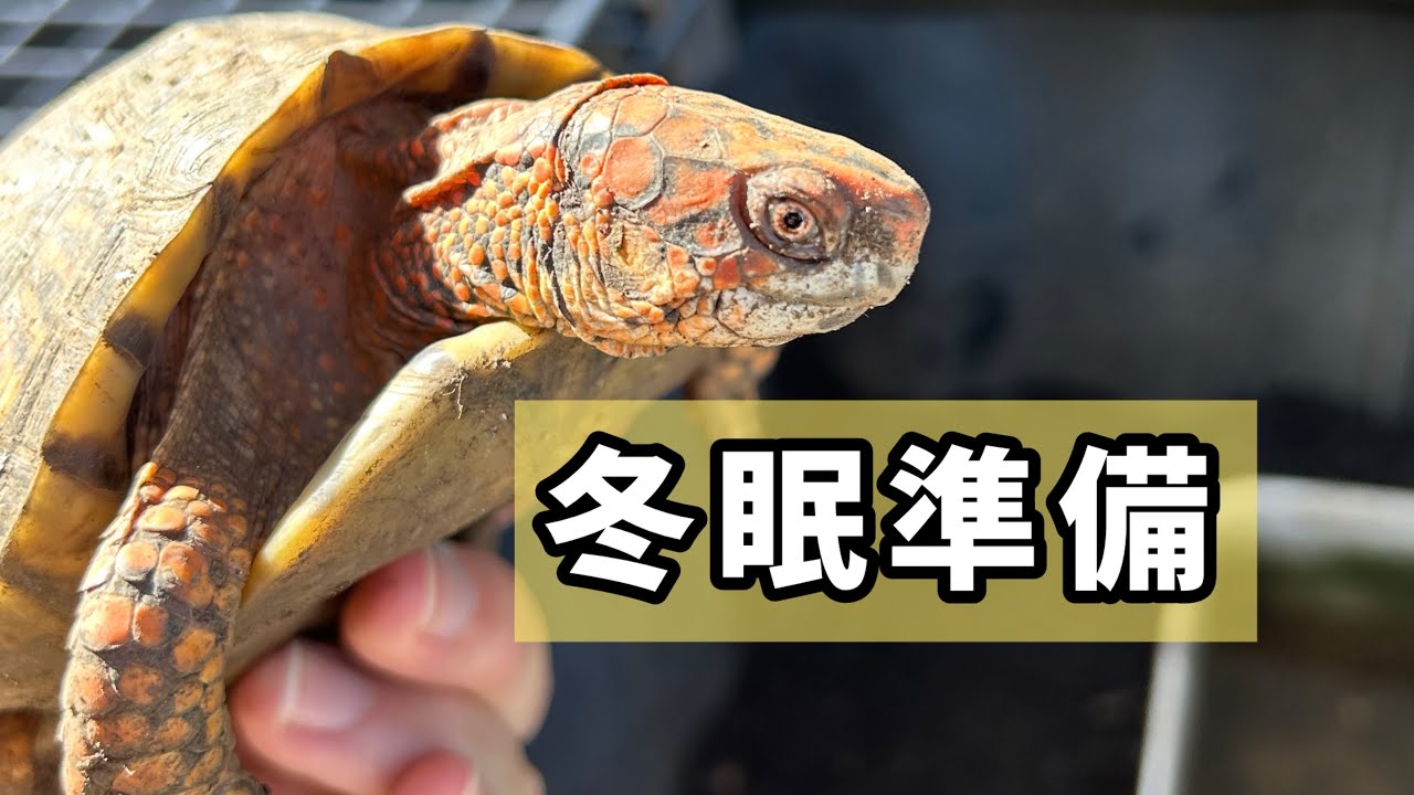 元気でね！うちのハコガメたちを冬眠させます【カメ】