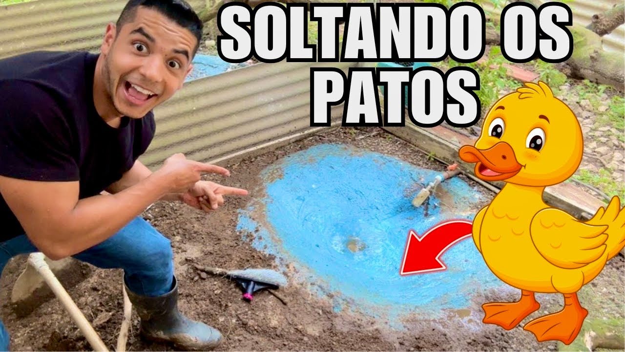 Arrumando o Lago para soltar os filhotes de patos pela primeira vez | Aves Recriar