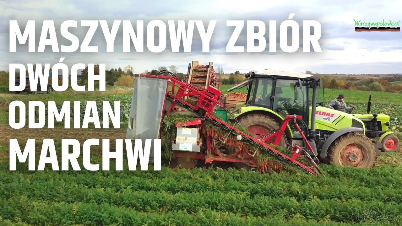 Maszynowy zbiór dwóch odmian marchwi