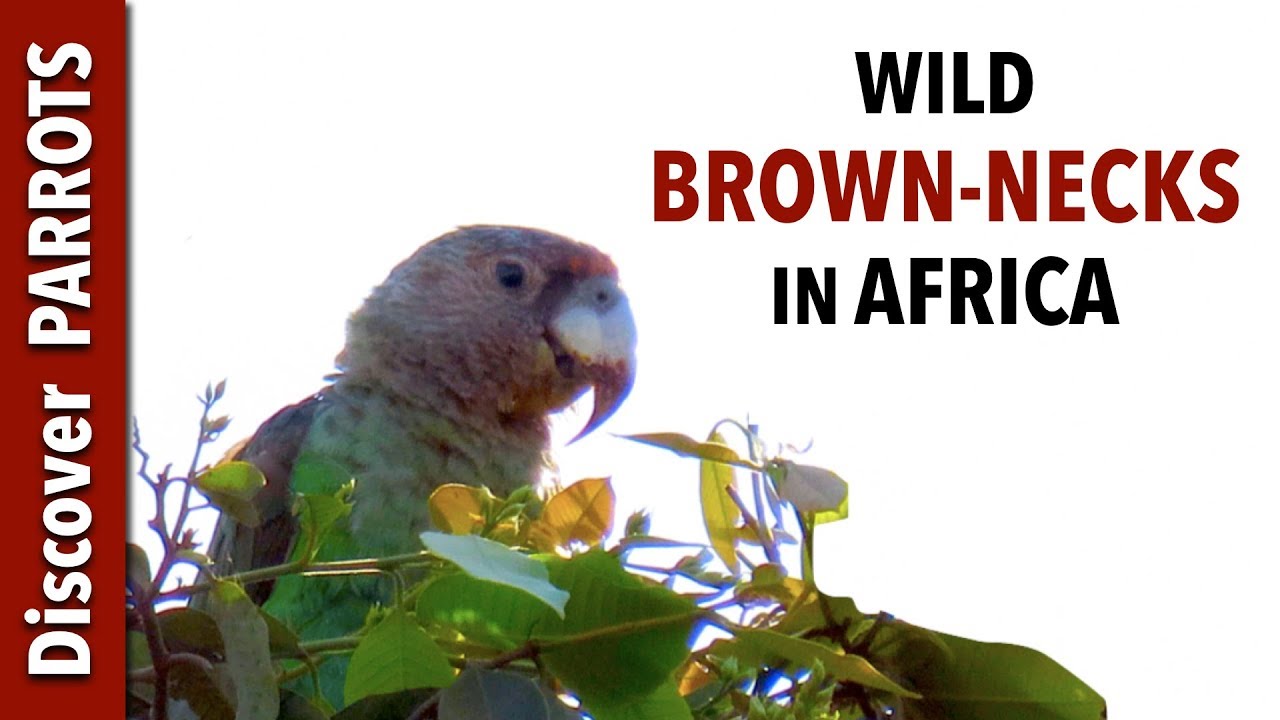 Brown-necked Parrots - Wild in The Gambia | Discover PARROTS