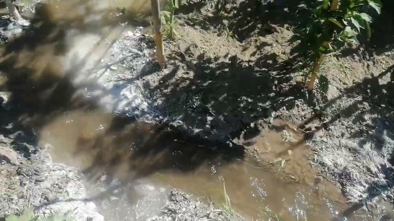 Trattamento del terreno un po acido con la calce viva disciolta nell'acqua, da MicheleExpert-