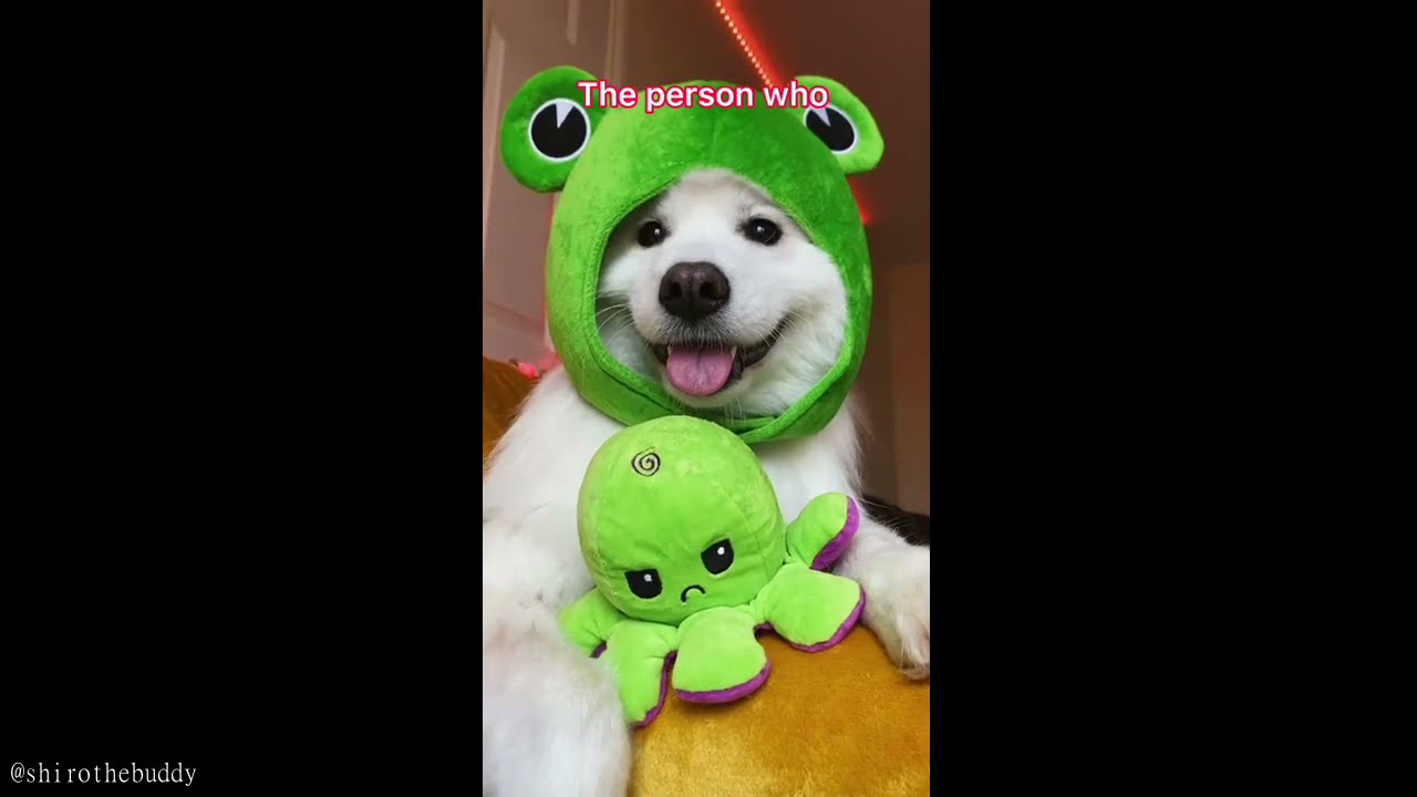 14 MINUTES of the CUTEST ANIMALS on TIKTOK