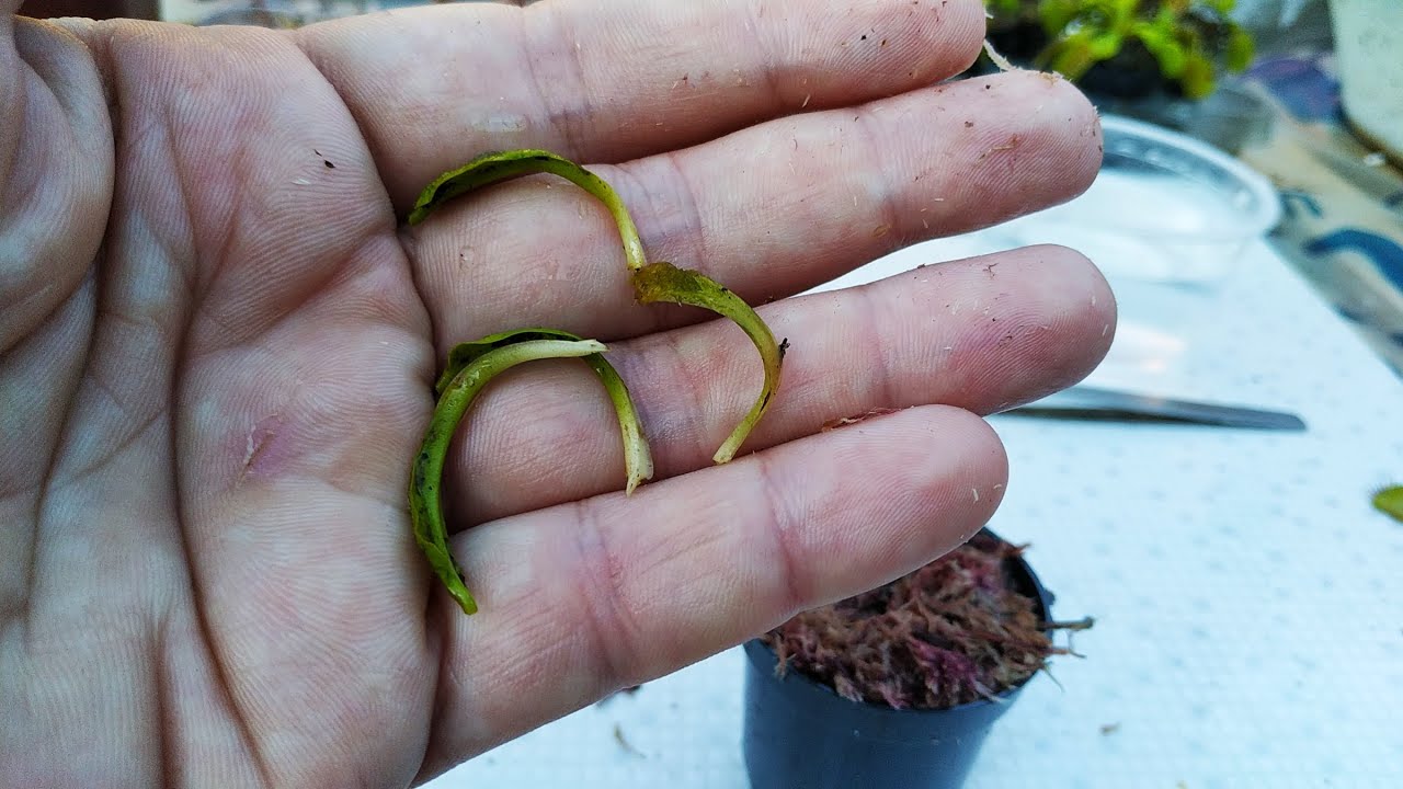 Dionaea Leaf Cutting