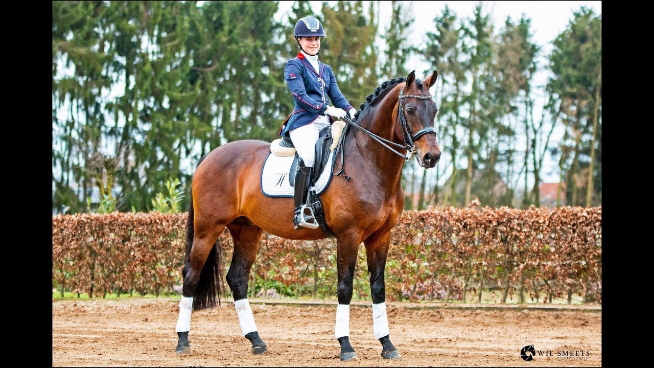 Electron Sollenburg (Ampère x Fidermark), winnaar ZZ-Licht 71,48%, Fieke Houwen