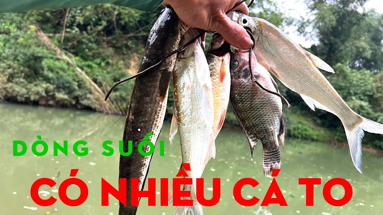 KHÁM PHÁ KHU SUỐI CÓ NHIỀU CÁ TO-TỰ THỢ RỪNG