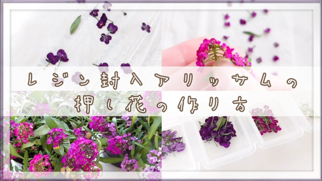 【押し花】レジン封入用の押し花の作り方 ネイルにも～アリッサム編～【ハンドメイド】