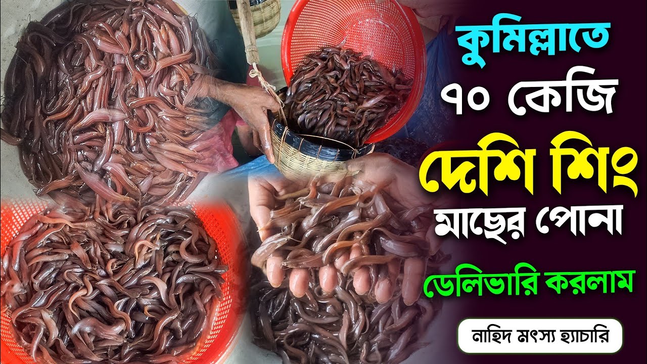 ২০২৫ সালের আপডেট শিং মাছের পোনা ক্রাই করুন নাহিদ মৎস্য হ্যাচারি থেকে।