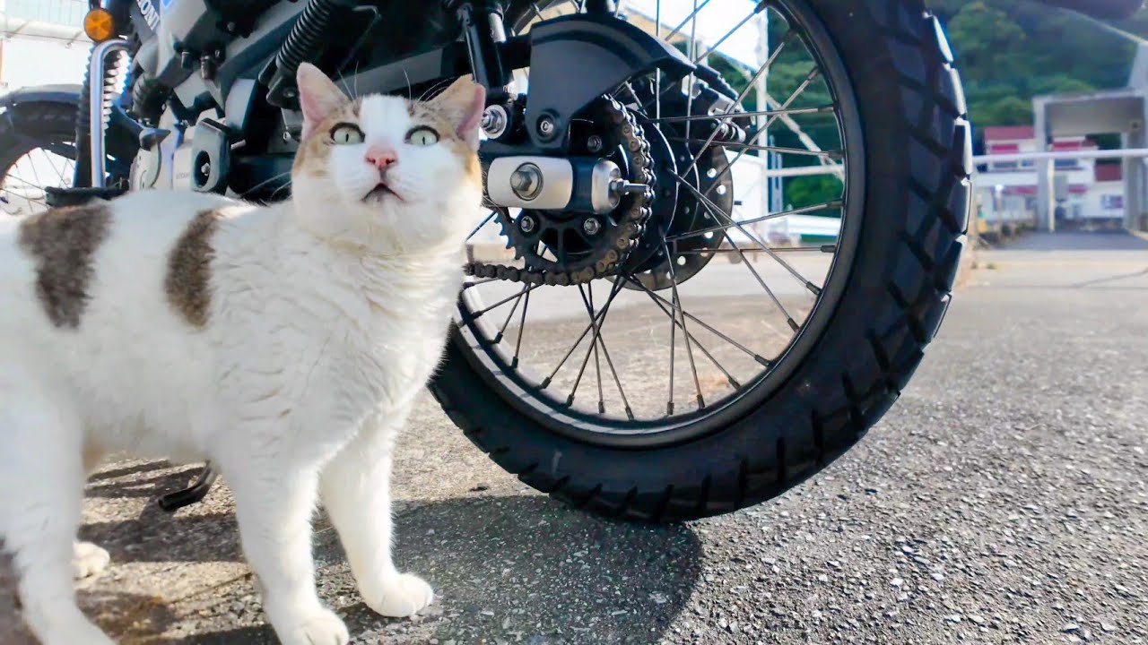 バイクの下で寝ていた猫、よく喋る猫だった