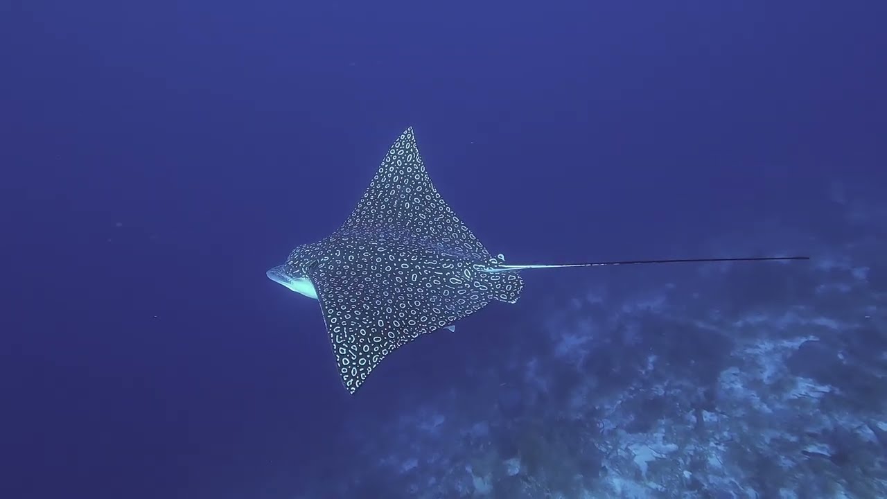 Cozumel 2026 - Day 3 Dives