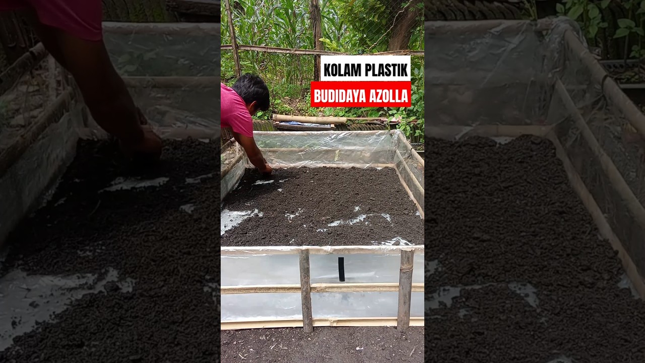 Media Budidaya AZOLLA | peternak entok jumbo #entokjumbo #duck #azolla