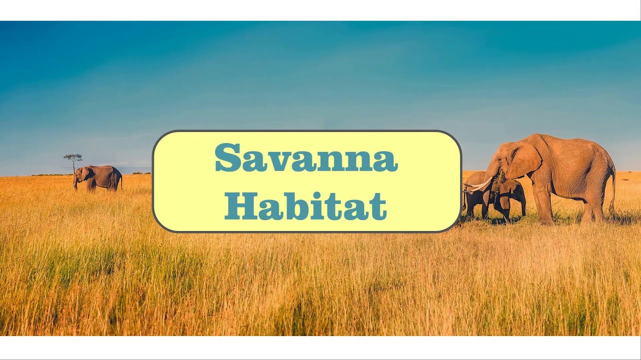 Savanna Habitat