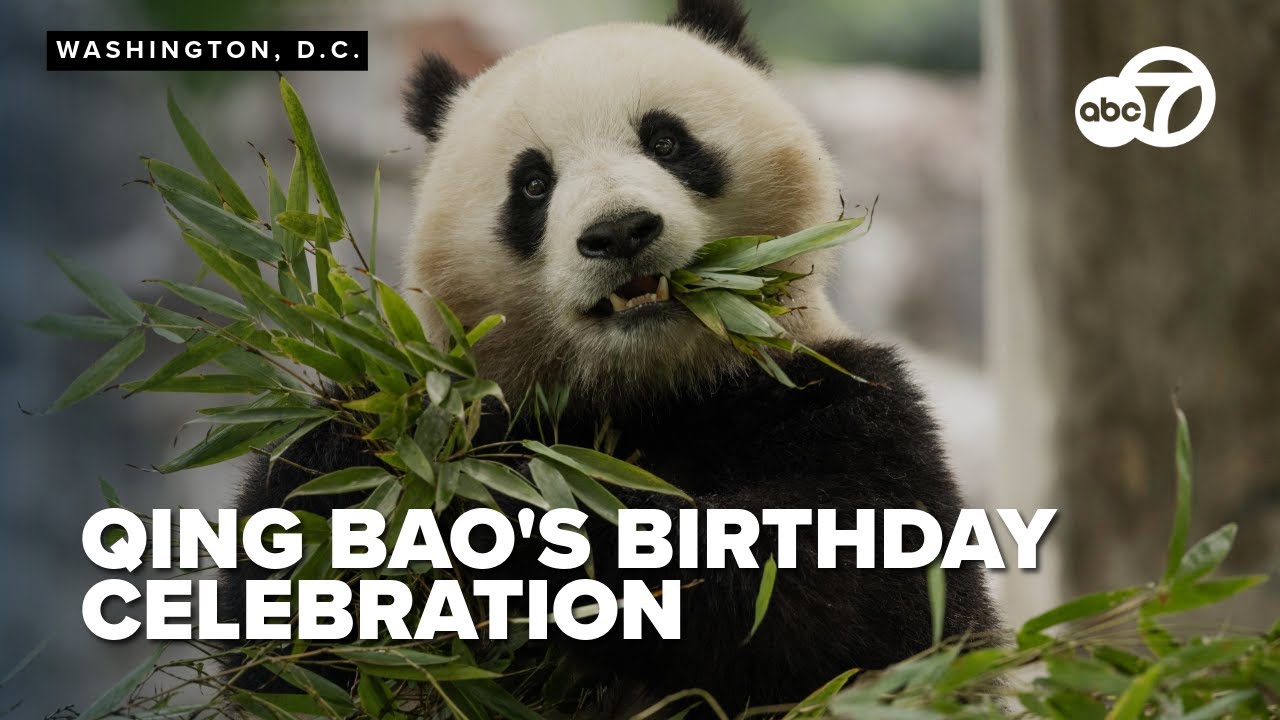 LIVE: Panda Qing Bao's birthday party at the Smithsonian National Zoo