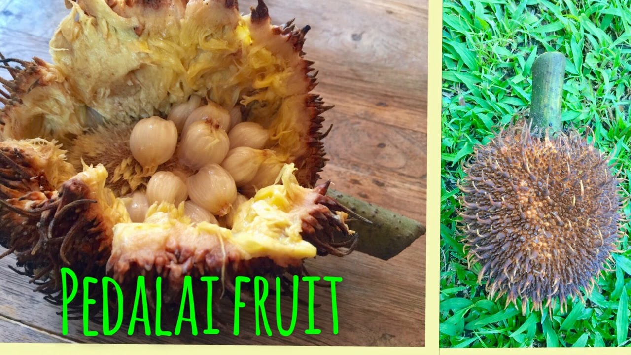 PEDALAI FRUIT||HOW TO EAT AND OPEN||