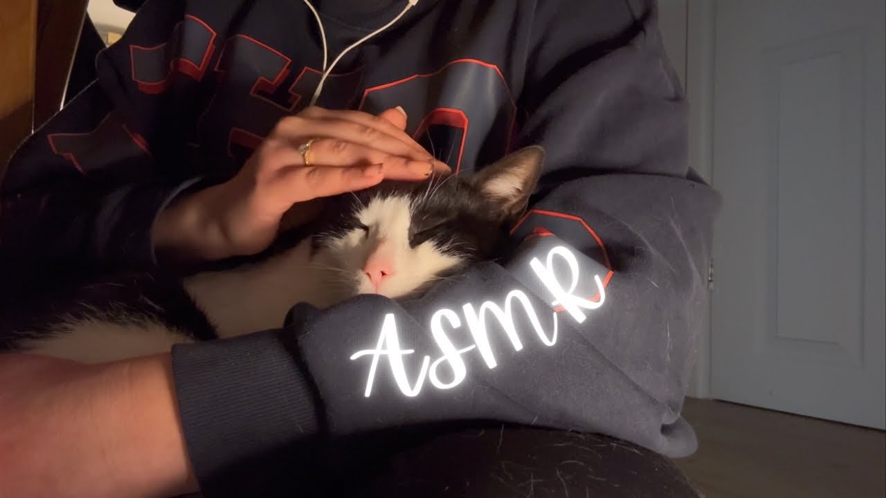 ASMR | Looking for the bugs on Norman (purring, soothing, pspsps)