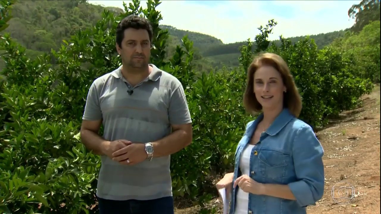 Como acabar com o pulg&atilde;o que ataca laranjeiras e limoeiros citricos em gerais