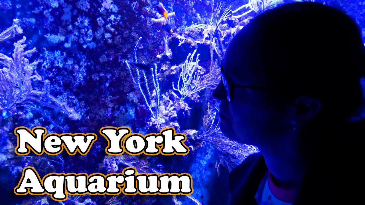 New York Aquarium - Now Fully Open After Hurricane Sandy - Coney Island