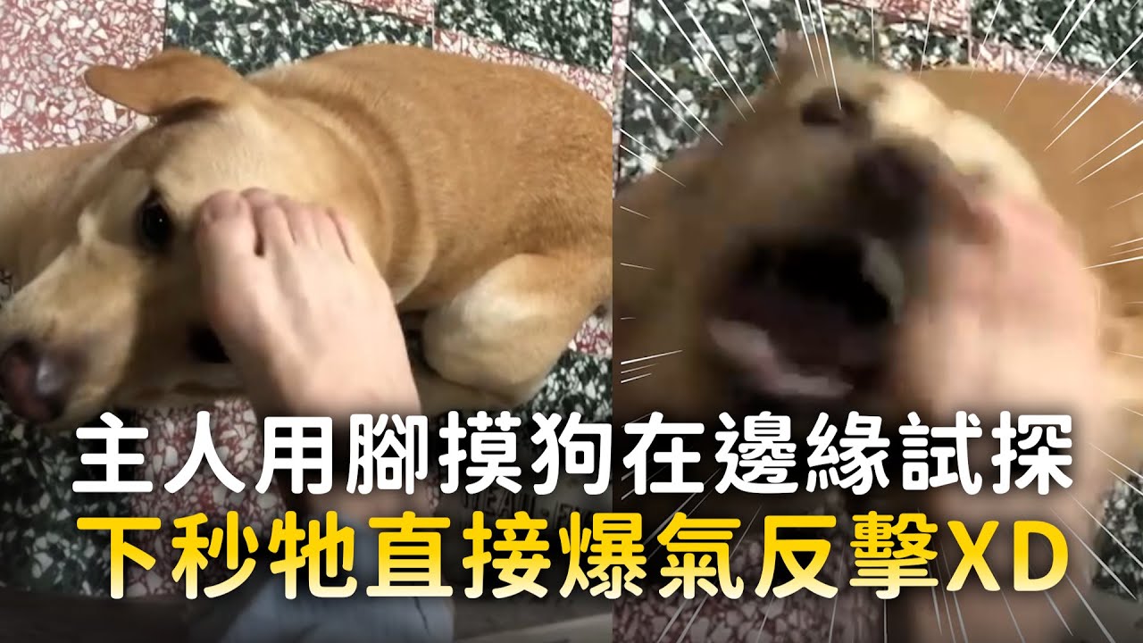 主人用腳摸狗在邊緣試探　下秒牠直接爆氣反擊XD