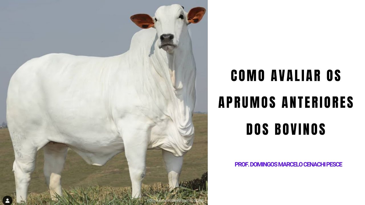 Como avaliar os aprumos anteriores dos bovinos