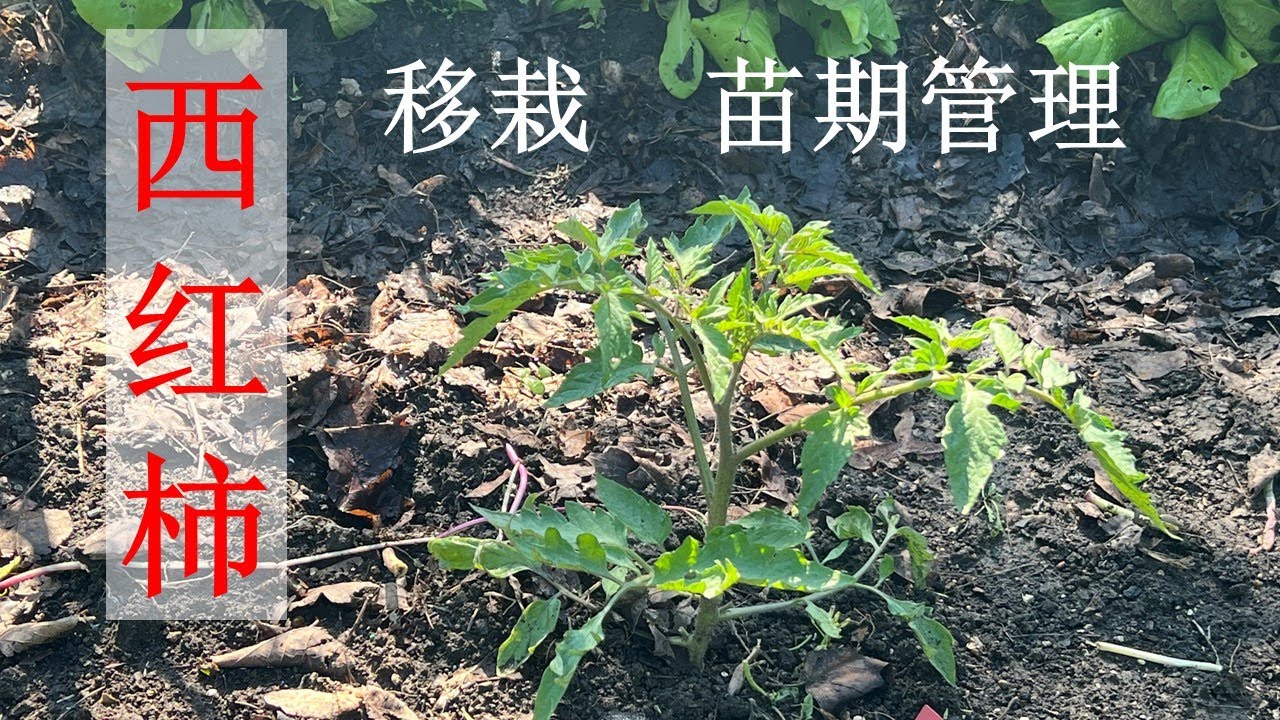 西红柿的移栽、苗期管理和施肥（附两个种西红柿的小贴士）