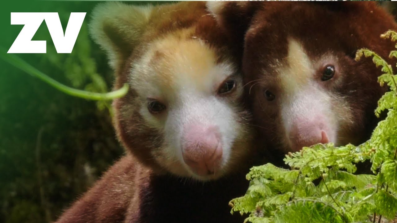 International Partnerships - Helping wildlife on a global scale!
