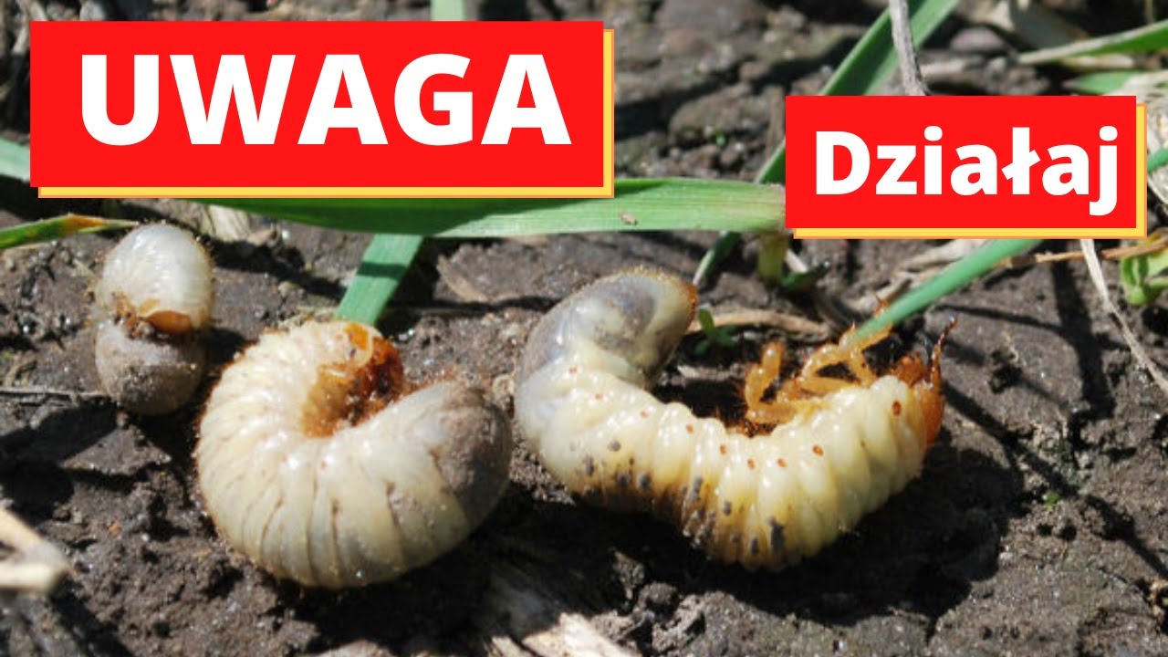 Szkodniki zauważone w ogrodzie