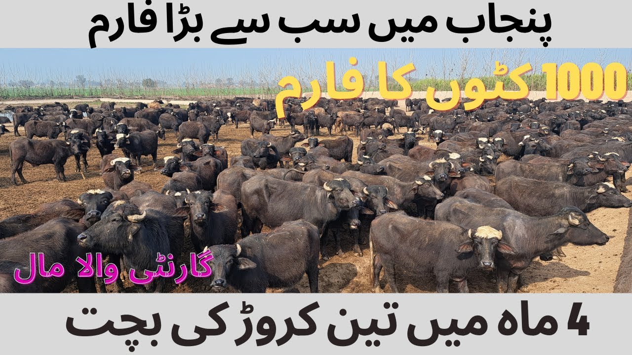 Big cattle farm 1000 animal in Punjab Pakistan||4 ماہ میں تین کروڑ کی بچت