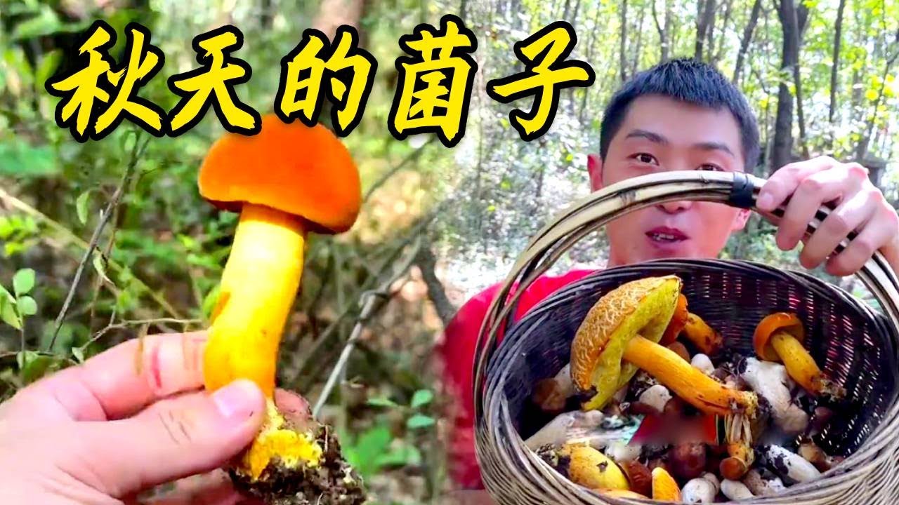 秋天的菌子終於來了，雖遲但到，撿起來解壓又過癮
