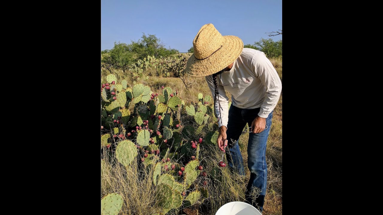 Prickly Pear Fermentation