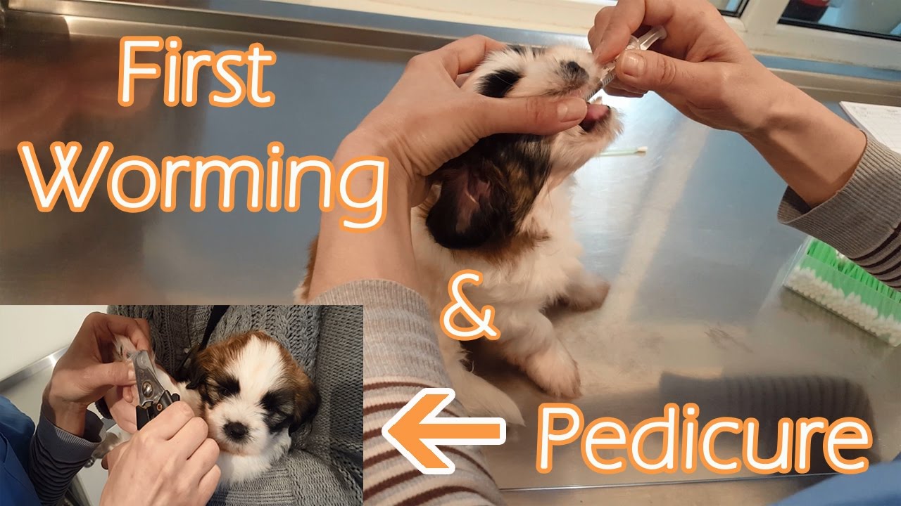 First worming of a puppy