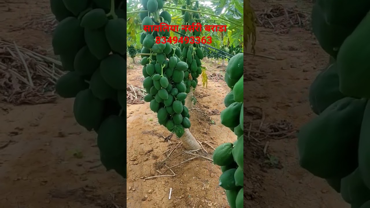 Taiwan Red lady 786 papaya# papite ki kheti# papita nursery# papaya plant#