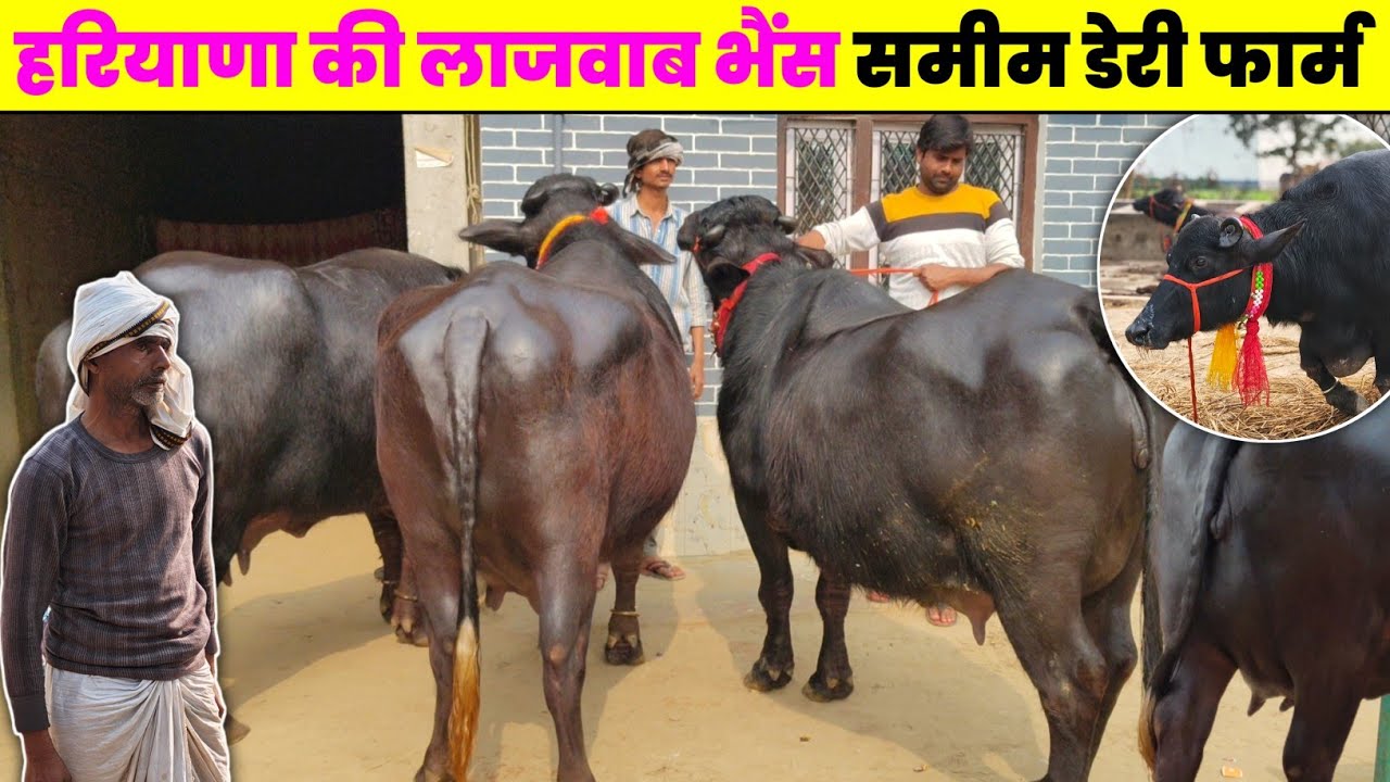 ऐसी भैंस कहीं नहीं दिखेगी || हरियाणा पंजाब नहीं || buffalo sale in prayagraj || #baffalo