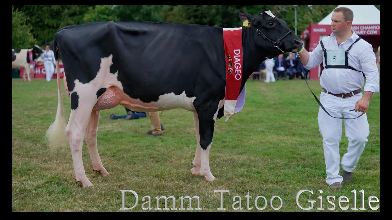 Baileys 2025.Amarok , Giselle , Atlee  and Twizzle. Virginia County Cavan Ireland