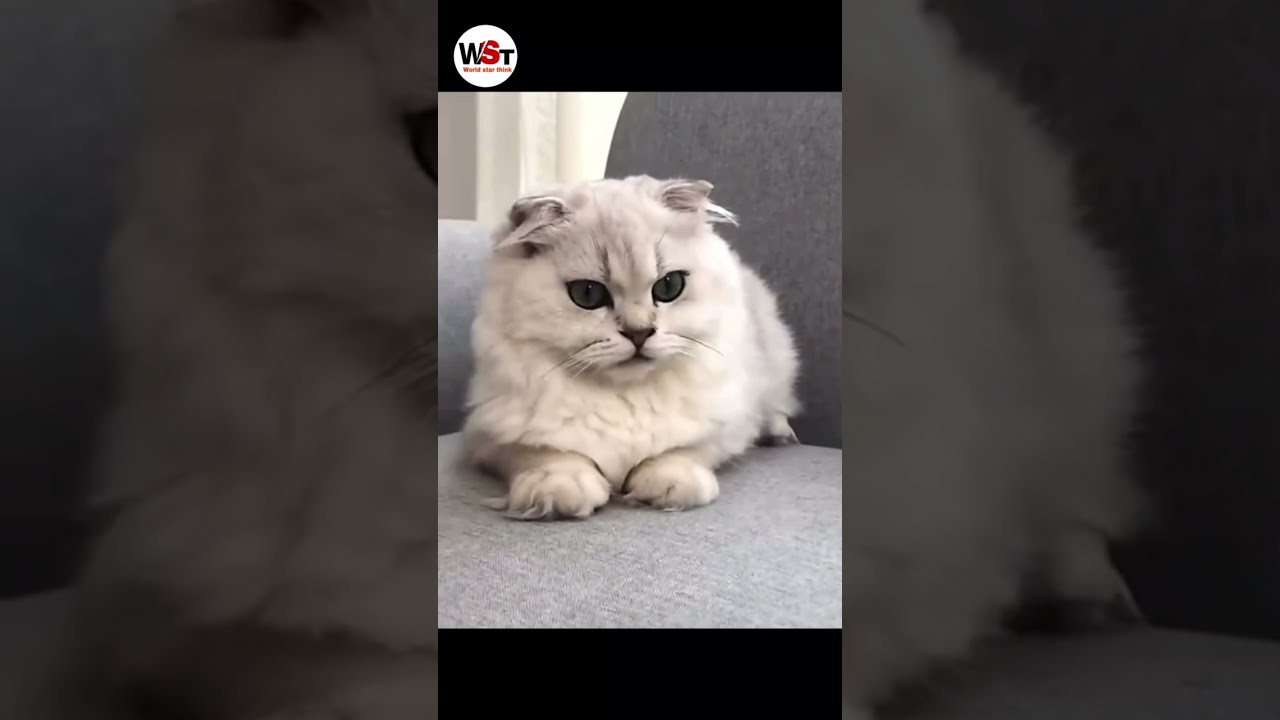 Cat Water Fountain Filter Automatic Sensor Drinker
