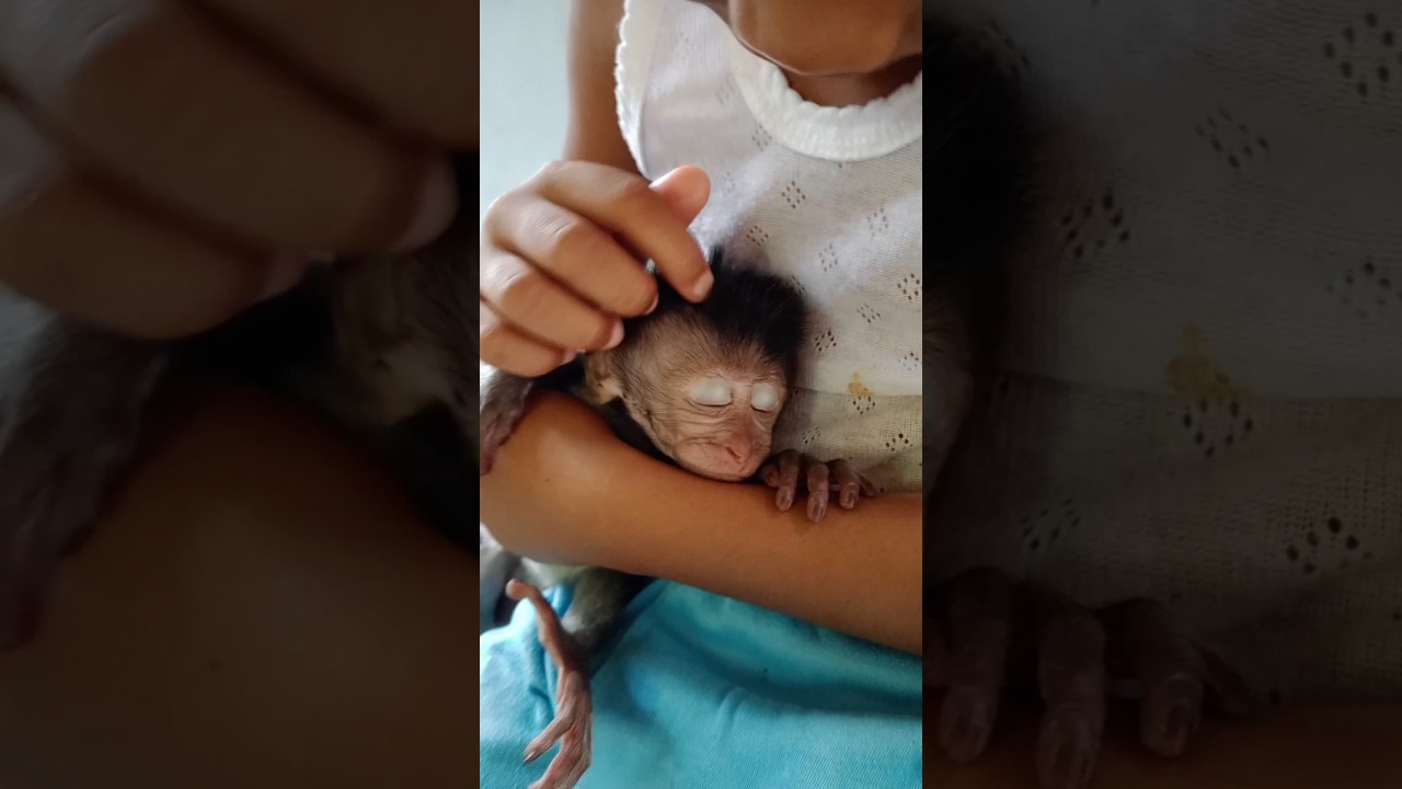 cute baby monkey wants to sleep#shorts