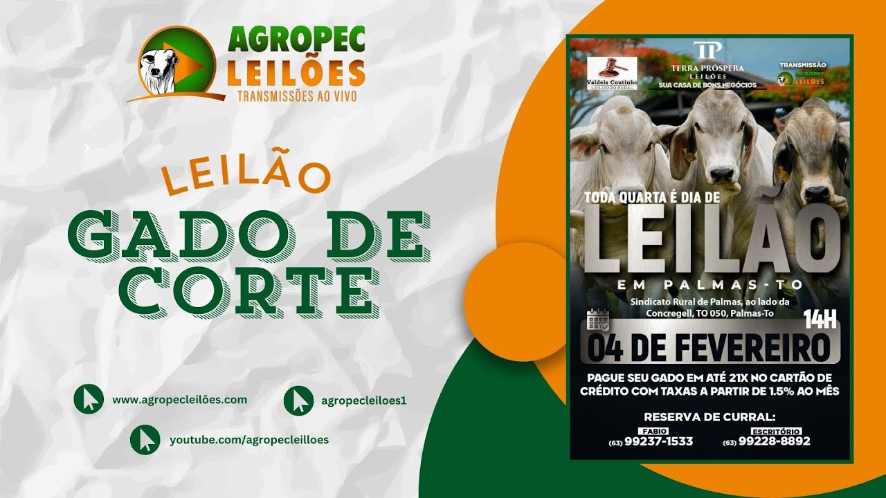 agropecleiloes LEILÃO ESPECIAL GADO DE CORTE | TERRA PRÓSPERA LEILÕES-FILIAL PALMAS-TO 04/02/2026