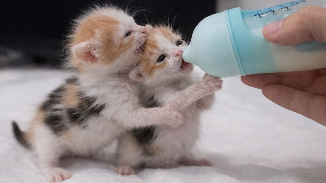 Two Hungry Baby Kittens Fighting for the Milk Bottle 🐱🍼 | Cute Kitten Feeding Moment