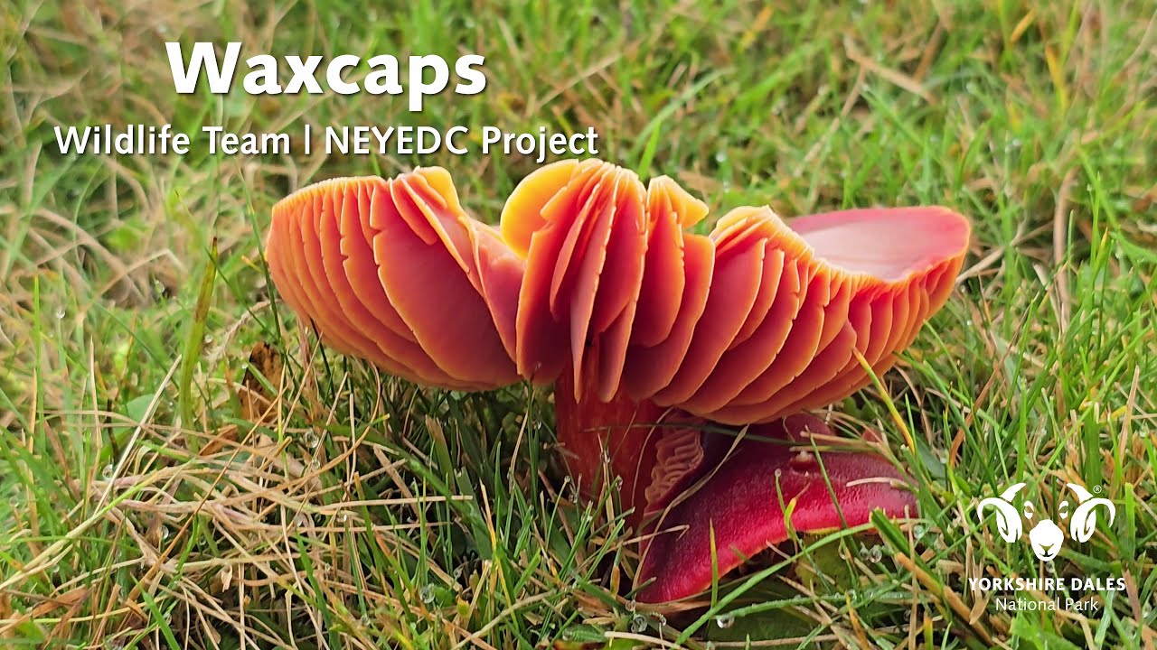 Waxcaps | Yorkshire Dales National Park