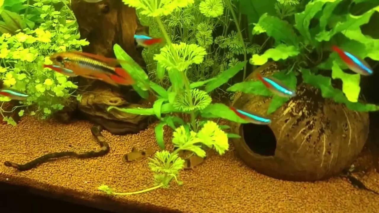 Ambulia reproduciendose mediante estolones y Sorpresa con las Yellow